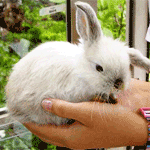 Preview image — White bunny in the palm of a girls hand